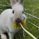 Lahnerhof *