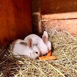 Lahnerhof Appartamento *