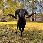 Lahnerhof דירה Arriach