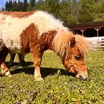 דירה Lahnerhof *