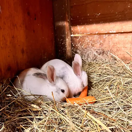 Lahnerhof Lägenhet *